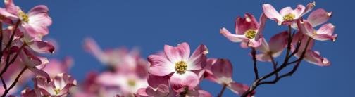CI005-DOGWOOD BLOSSOMS