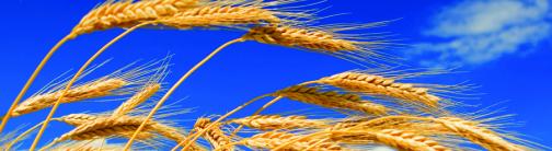 CI006-WHEAT BLUE SKY