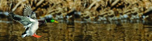 CI014-MALLARD