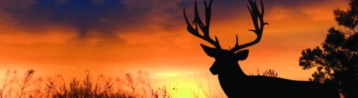 CI015-DEER