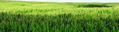 CI021-CORN FIELD