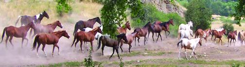 CI024-WILD HORSES