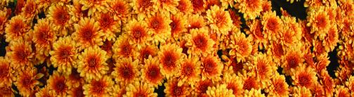 CI027-MUMS