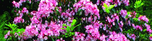 CI028-PINK FLOWERS