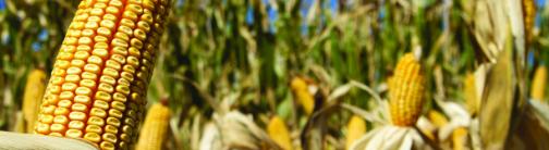 CI032-CORN