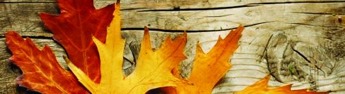 CI034-AUTUMN LEAVES