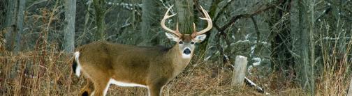 CI038-WHITETAIL DEER