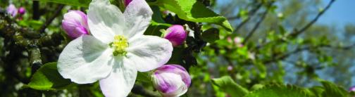 CI045-APPLE BLOSSOM