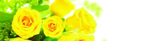 CI048-YELLOW ROSES