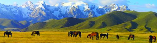 CI056-MOUNTAIN HORSES