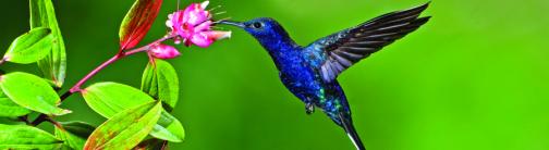 CI063-HUMMINGBIRD
