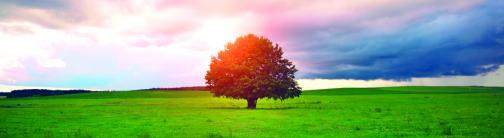 CI069-HEALING TREE